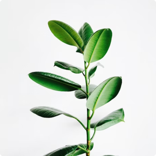 A healthy green plant